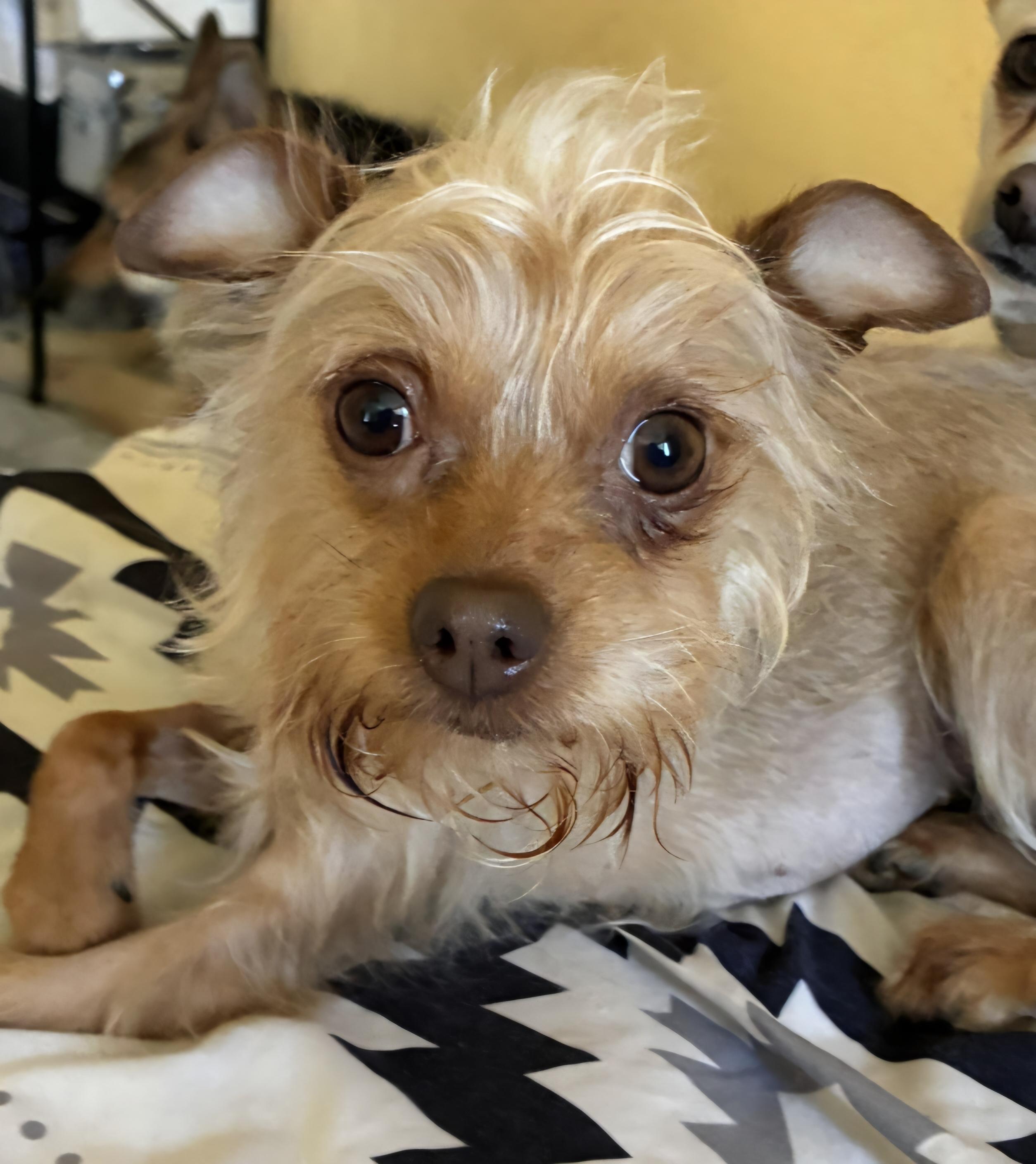 Enlarge Zoey, a ADOPTABLE Yorkshire Terrier in Lancaster, CA image 1/1