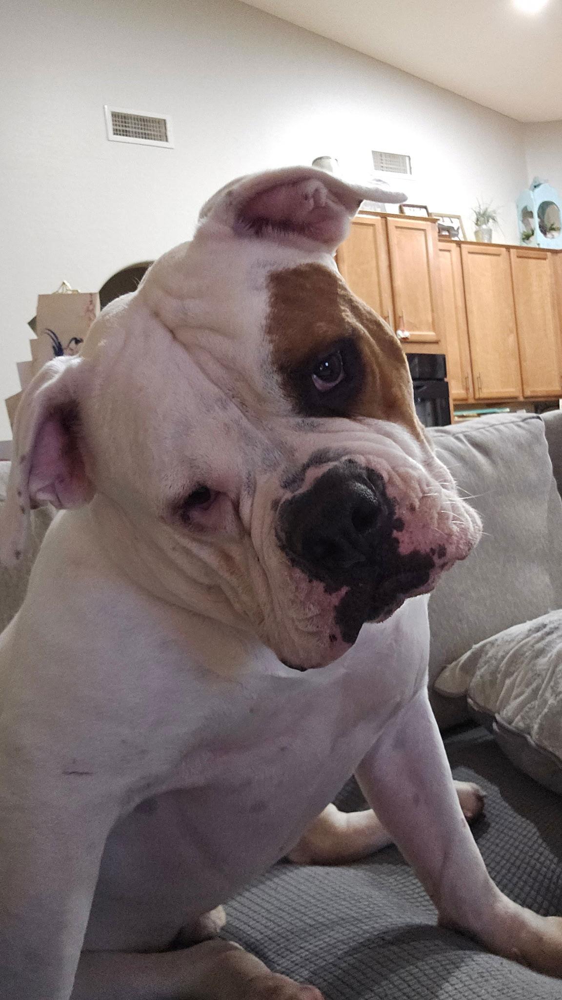 BOOMER, Adoptable, Adult Male American Bulldog & American Bulldog.