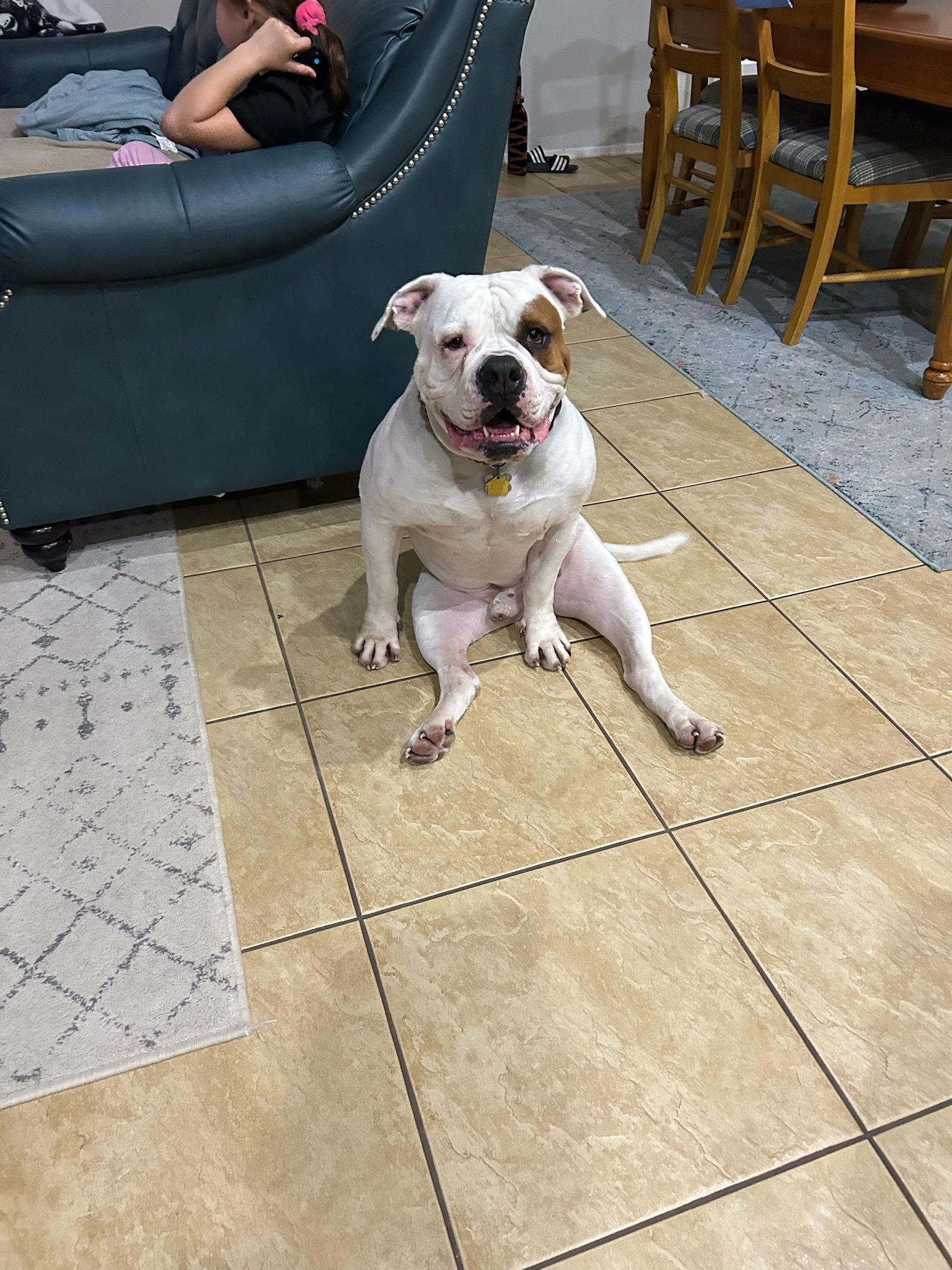 Enlarge BOOMER, a Adoptable mixed breed in Chandler, AZ image 2/3