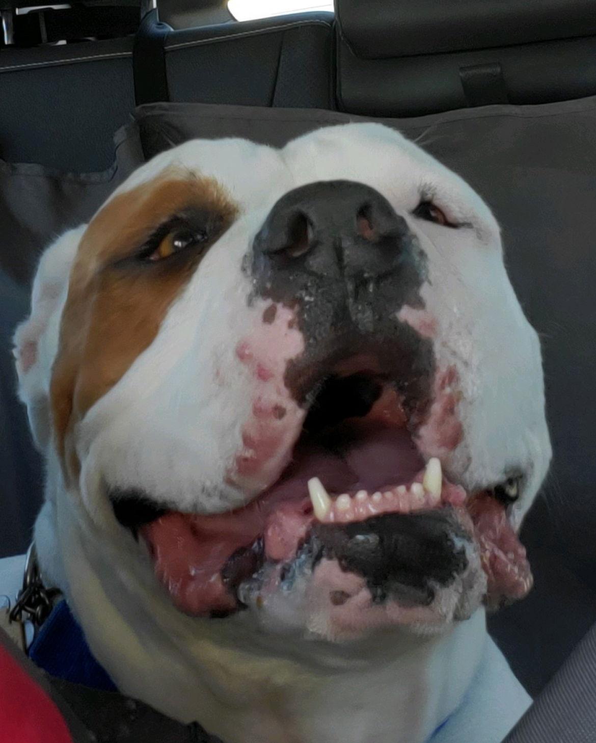 Enlarge BOOMER, a Adoptable mixed breed in Chandler, AZ image 3/3