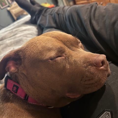 Layla, Adoptable, Adult Female American Staffordshire Terrier & Mixed Breed.