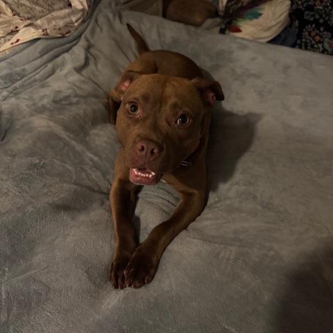 Enlarge Layla, a Adoptable mixed breed in O'Fallon, MO image 2/6