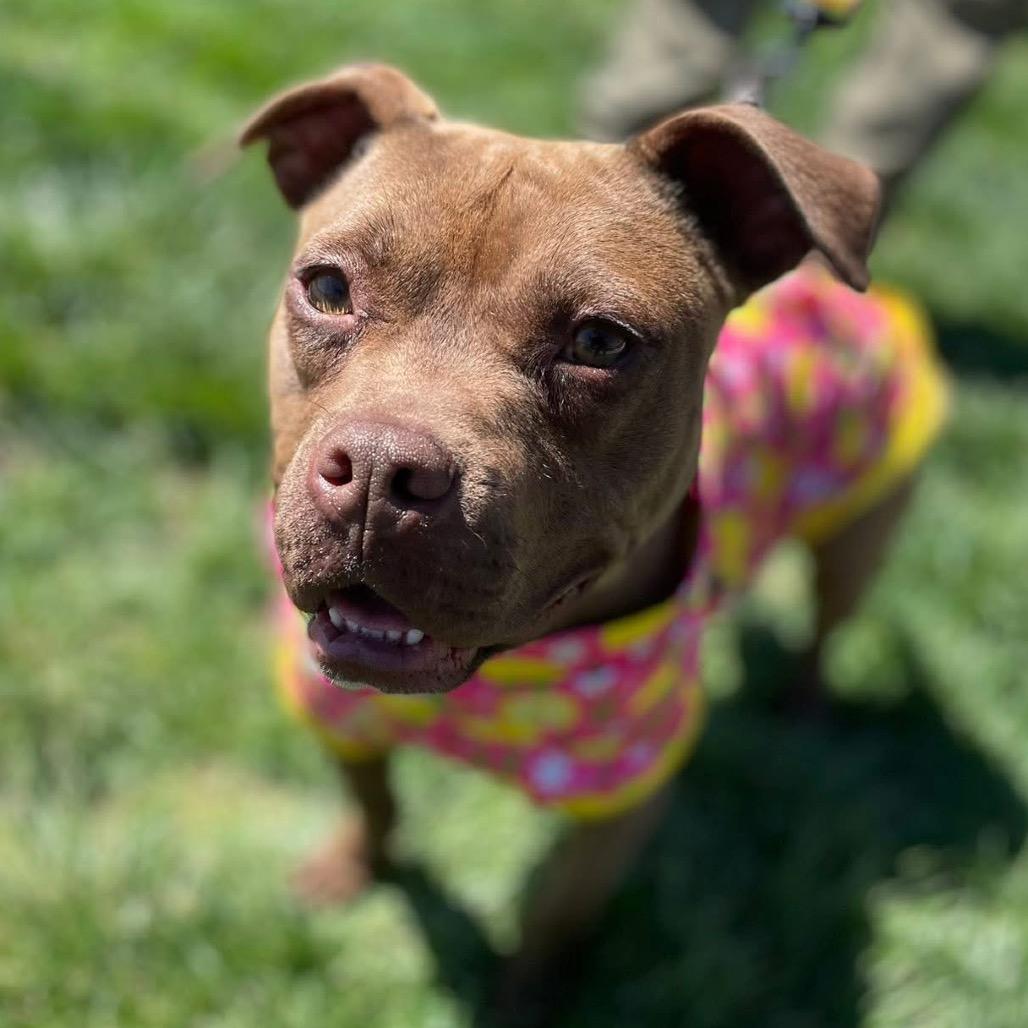 Enlarge Layla, a Adoptable mixed breed in O'Fallon, MO image 5/6