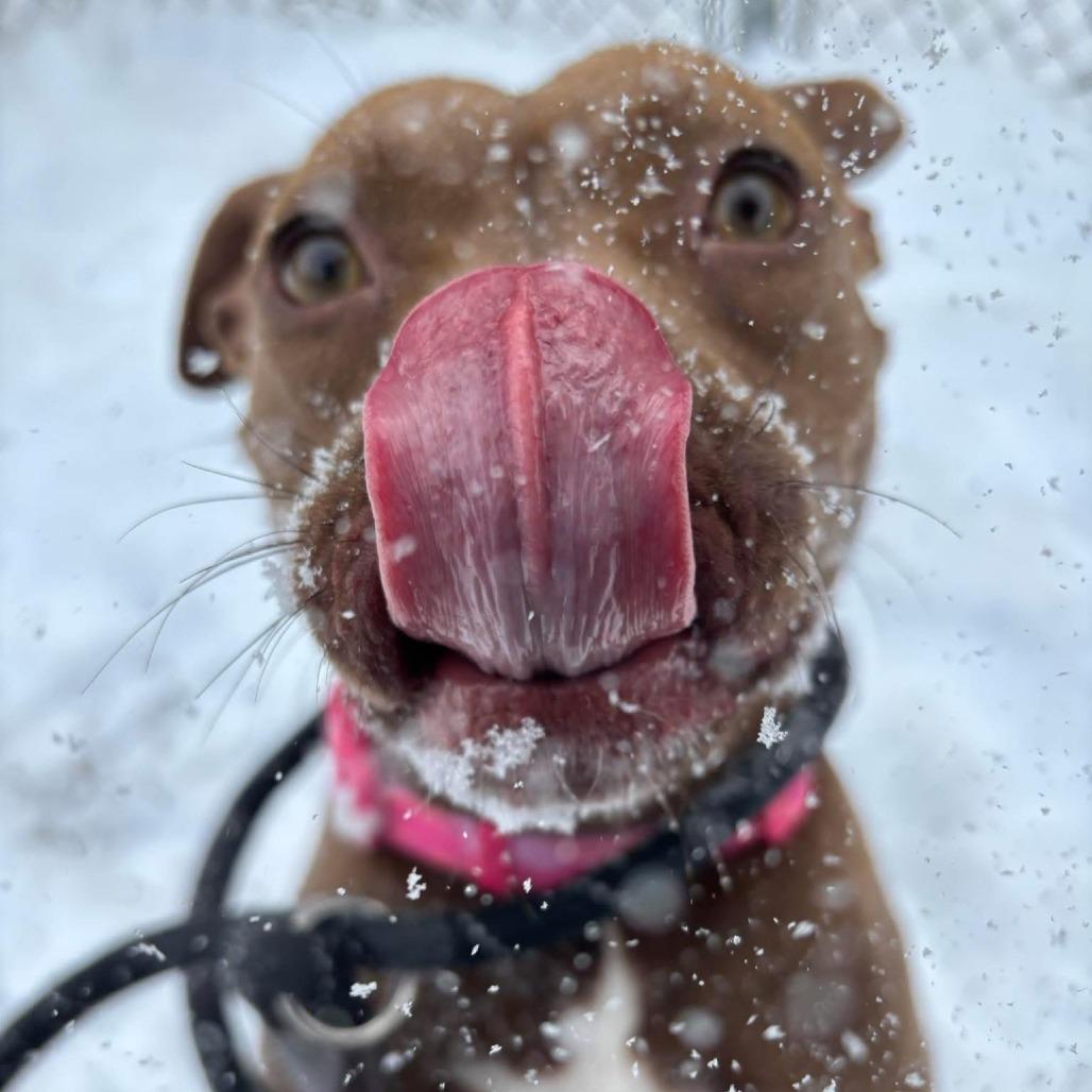 Enlarge Layla, a Adoptable mixed breed in O'Fallon, MO image 6/6