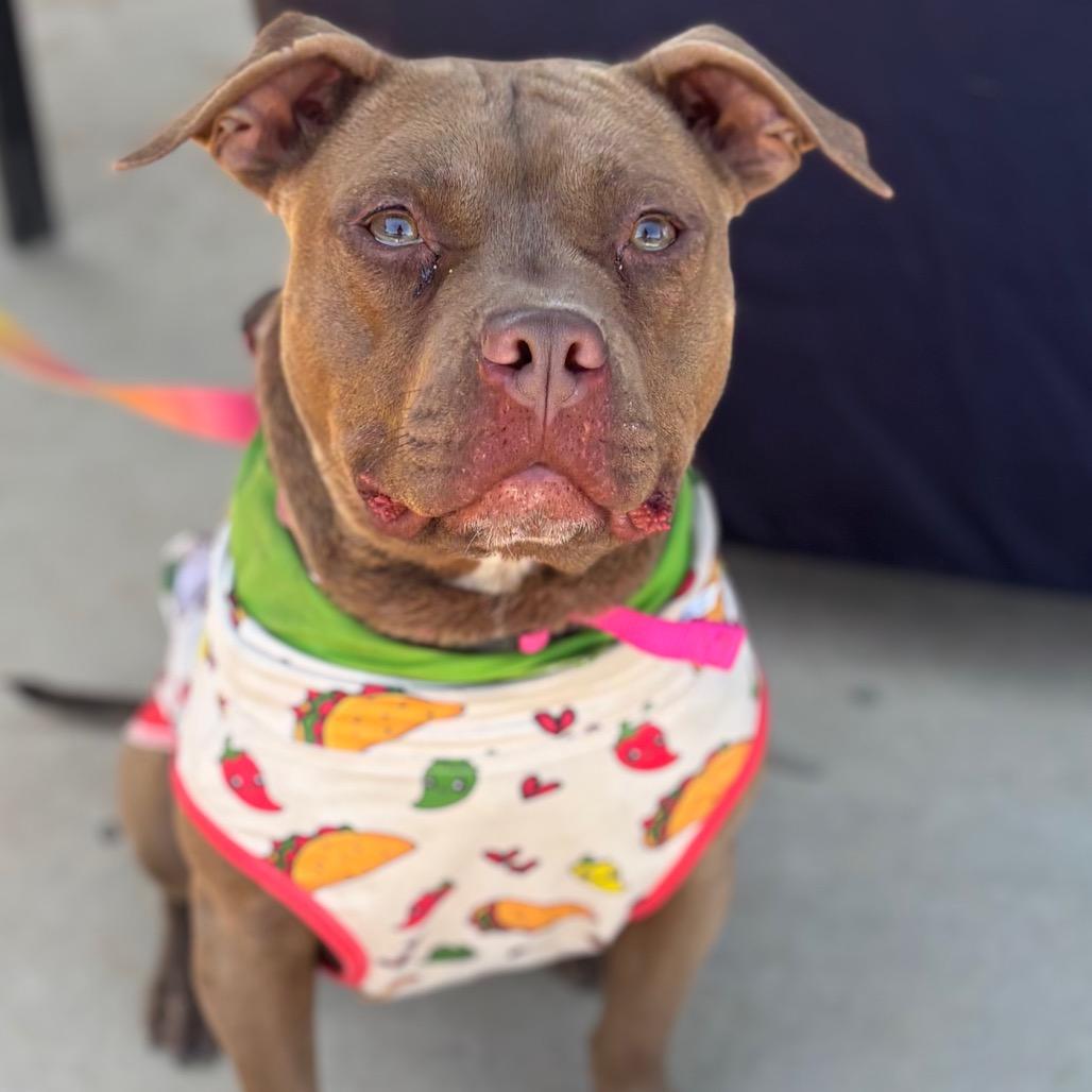 Enlarge Layla, a Adoptable mixed breed in O'Fallon, MO image 6/6