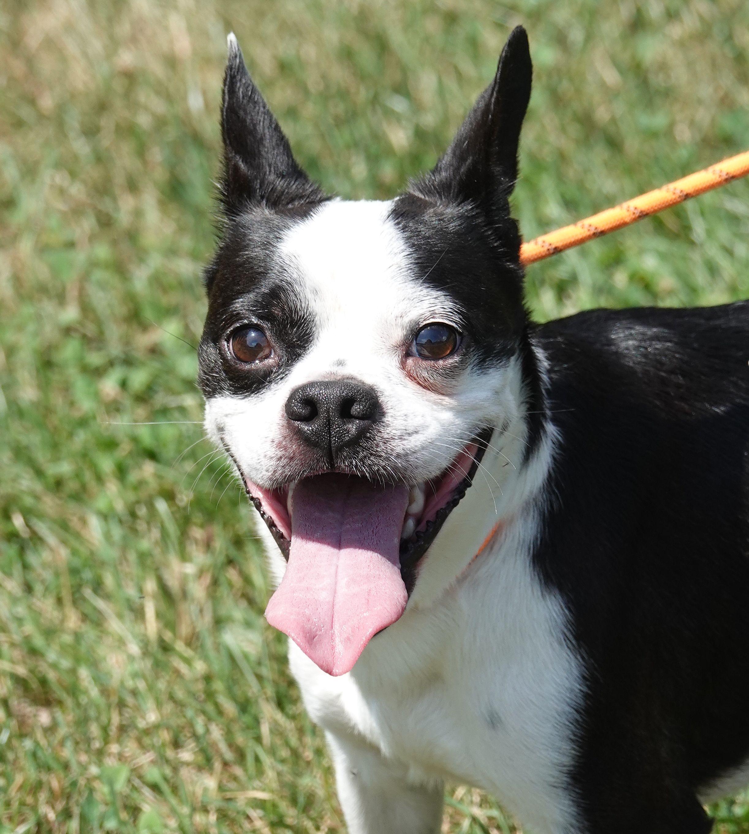 Batman, Adult Male Boston Terrier