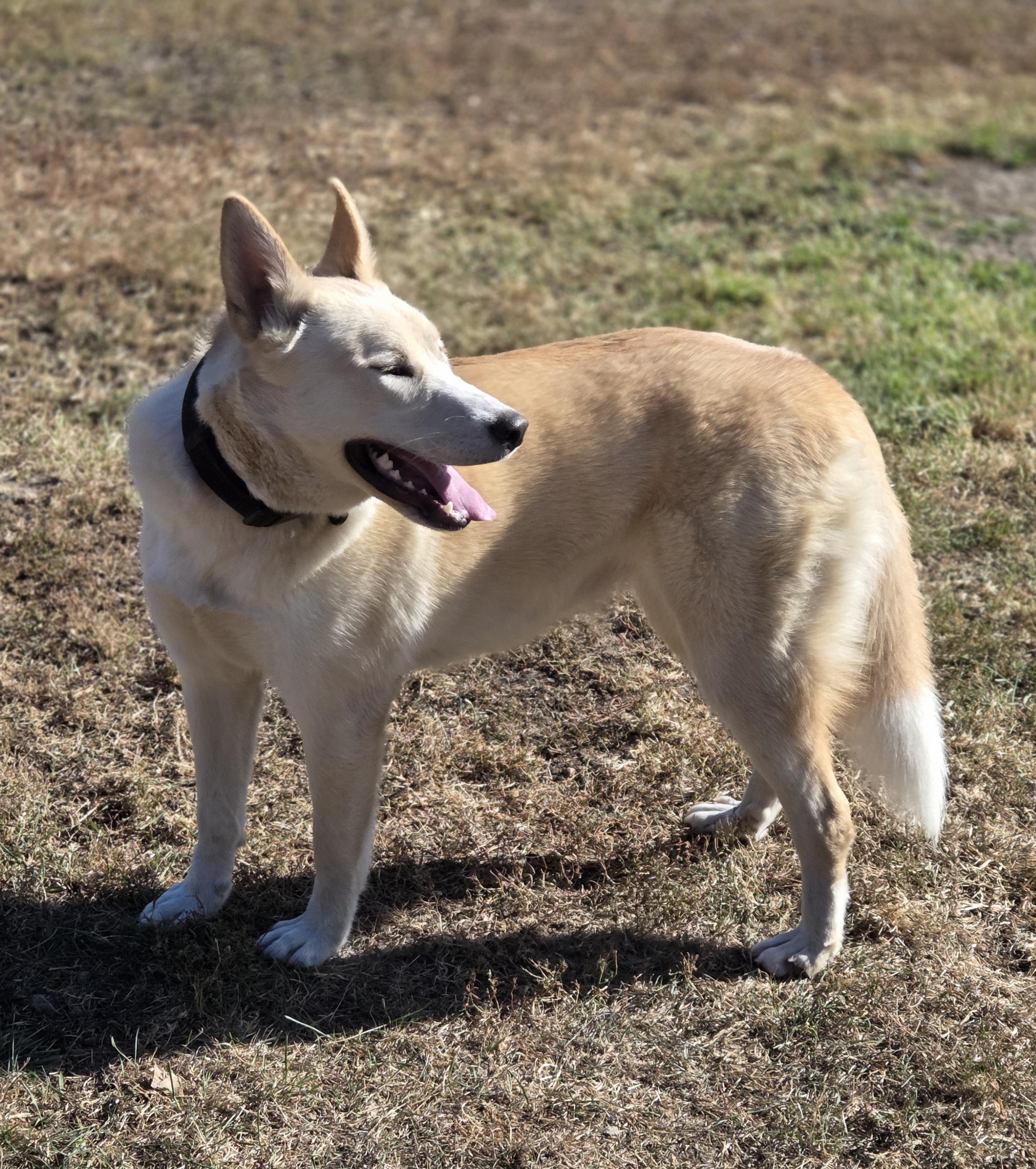 Enlarge Allis, a Adoptable mixed breed in Park Rapids, MN image 4/4