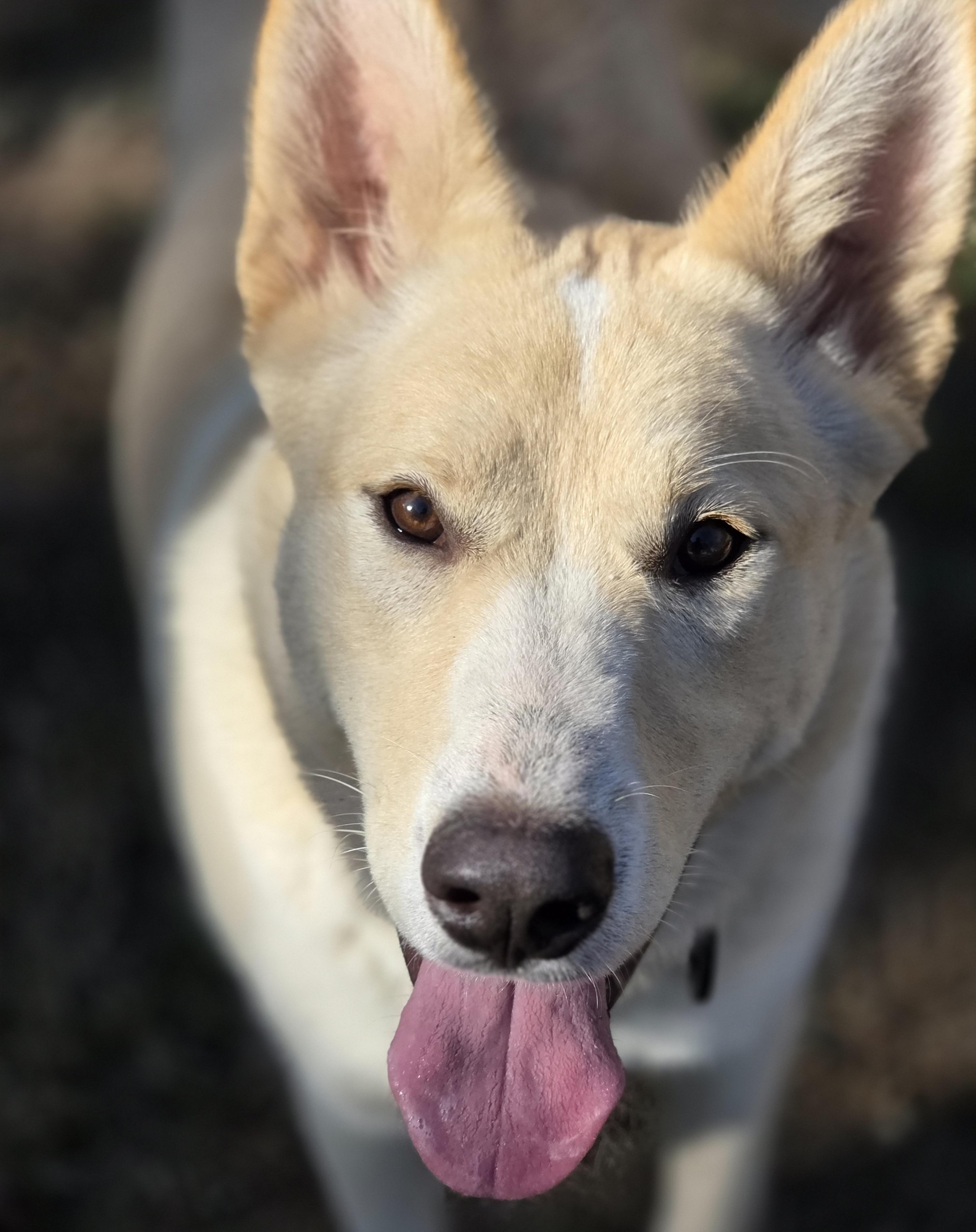Allis, an adoptable Husky in Park Rapids, MN, 56470 | Photo Image 1