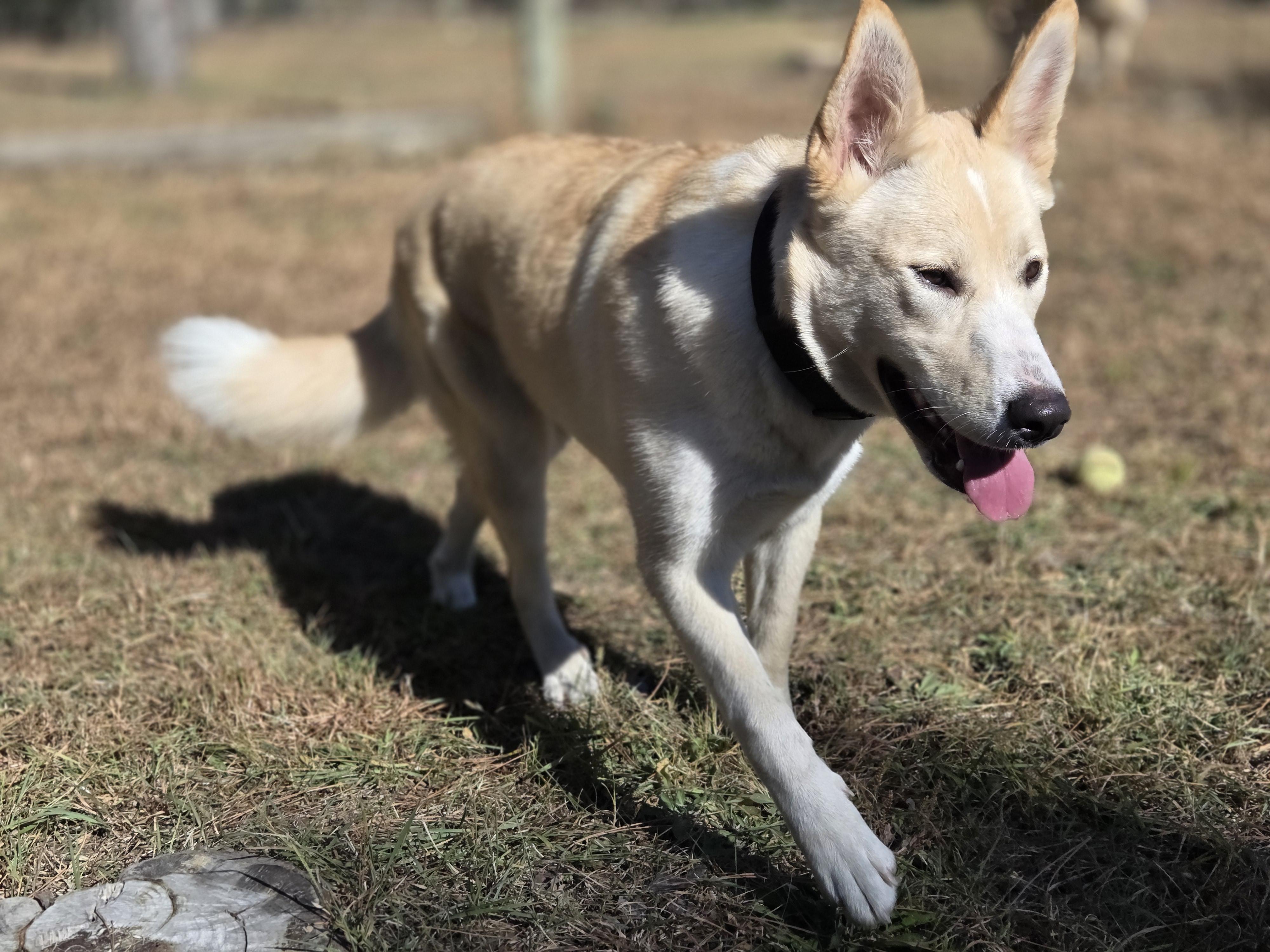 Allis, an adoptable Husky in Park Rapids, MN, 56470 | Photo Image 2