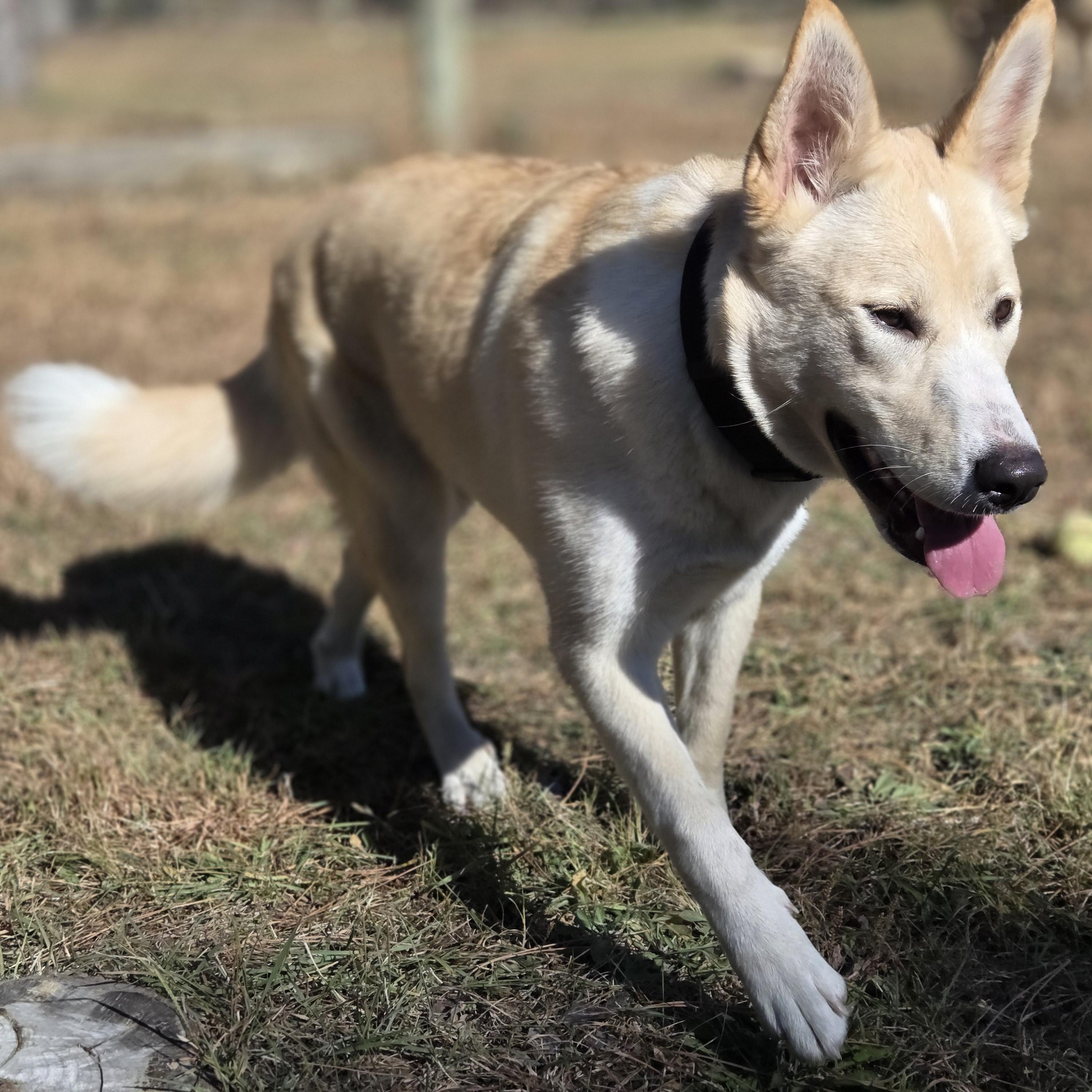Enlarge Allis, a Adoptable mixed breed in Park Rapids, MN image 2/4