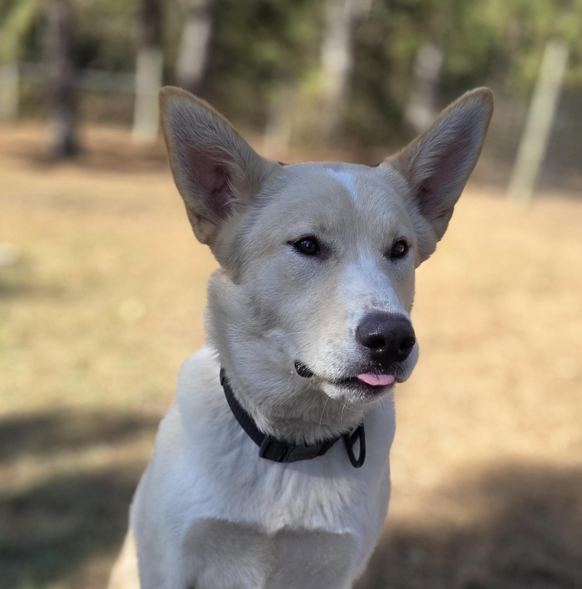 Enlarge Allis, a Adoptable mixed breed in Park Rapids, MN image 3/4