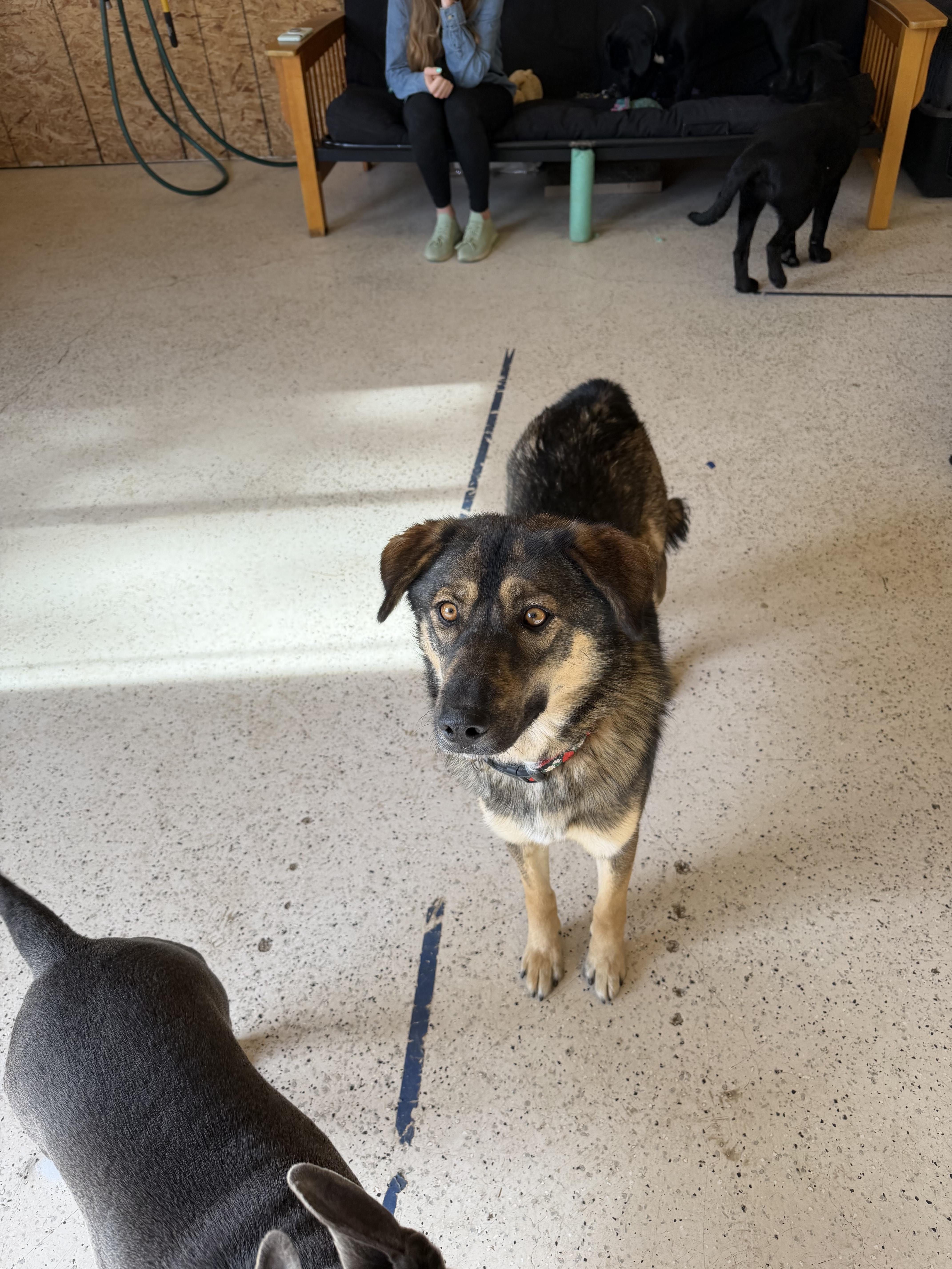 Mia, Adoptable, Adult Female Shepherd.