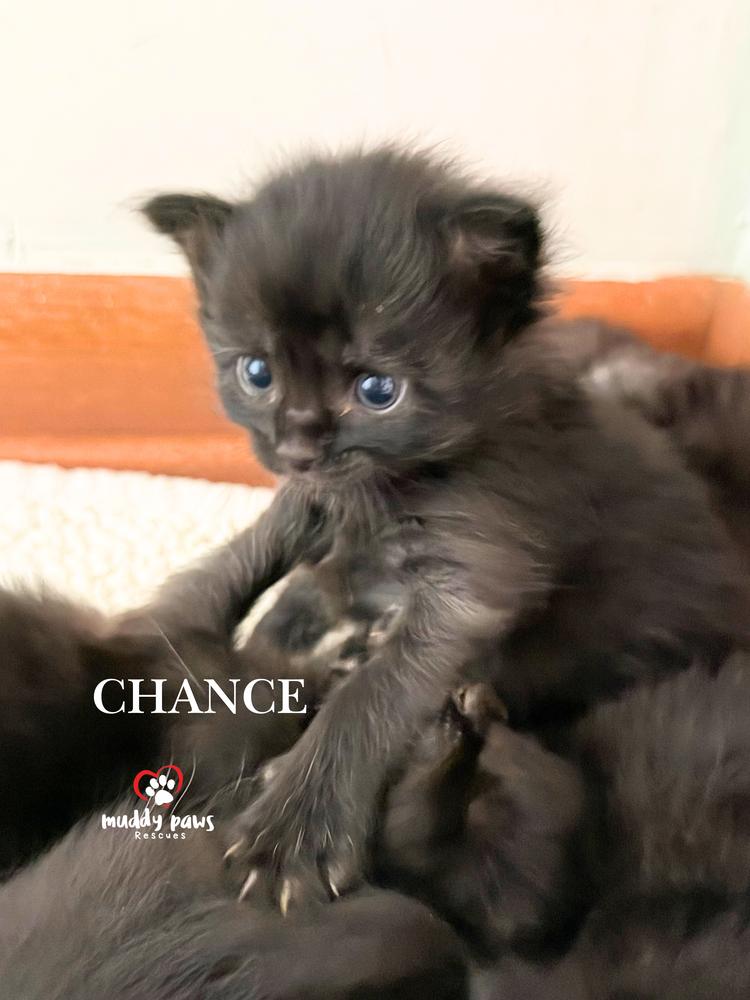 Enlarge Storm Survivors:  Chance, a Adoptable Domestic Short Hair in Council Bluffs, IA image 1/1
