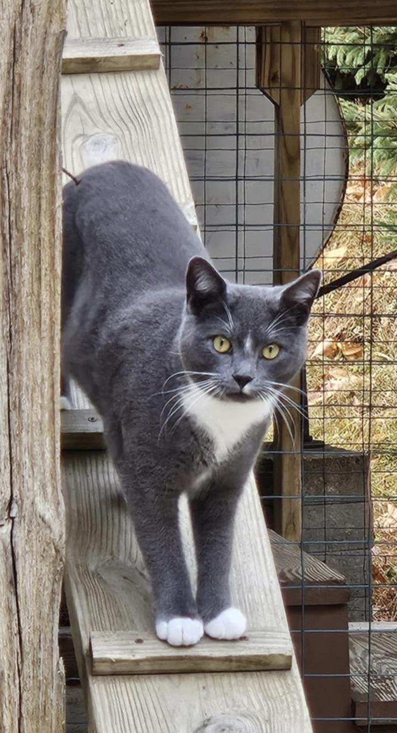 Dorian, an adoptable Domestic Short Hair & Tuxedo Mix in Avonmore, PA_image-1