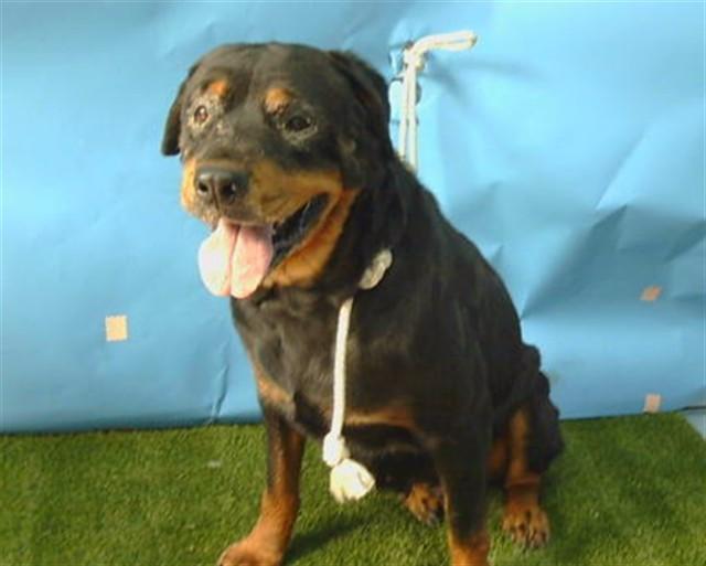 Enlarge BELLA, a Adoptable Rottweiler in Gardena, CA image 1/1