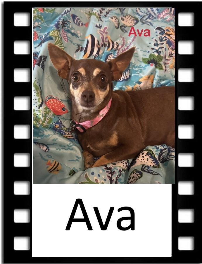 Enlarge Ava, a ADOPTABLE Chihuahua in Navarre, FL image 1/1