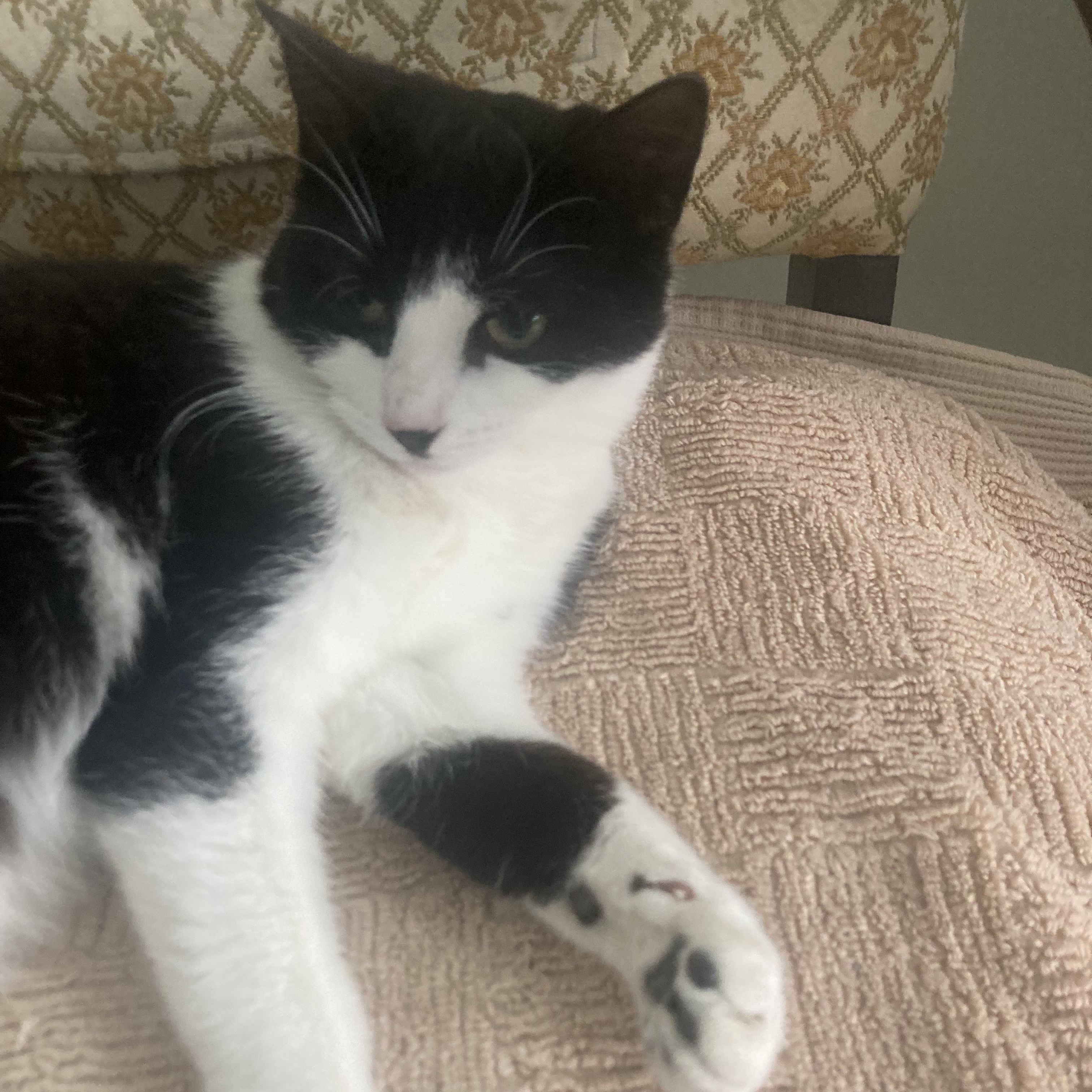 Enlarge Mallorie , a ADOPTABLE Domestic Short Hair in Sewell, NJ image 2/3