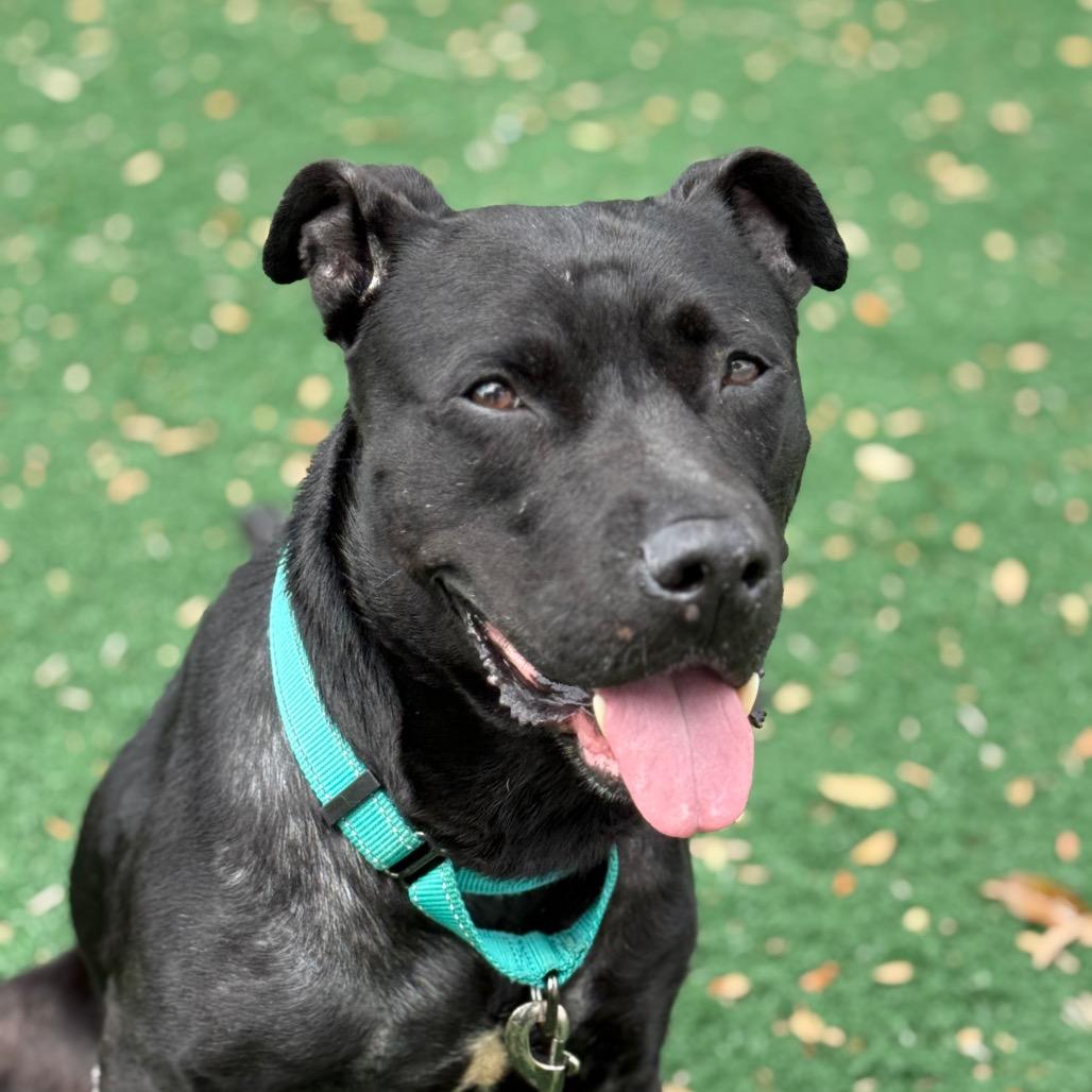 Lazana, Adoptable, Senior Female Mixed Breed.