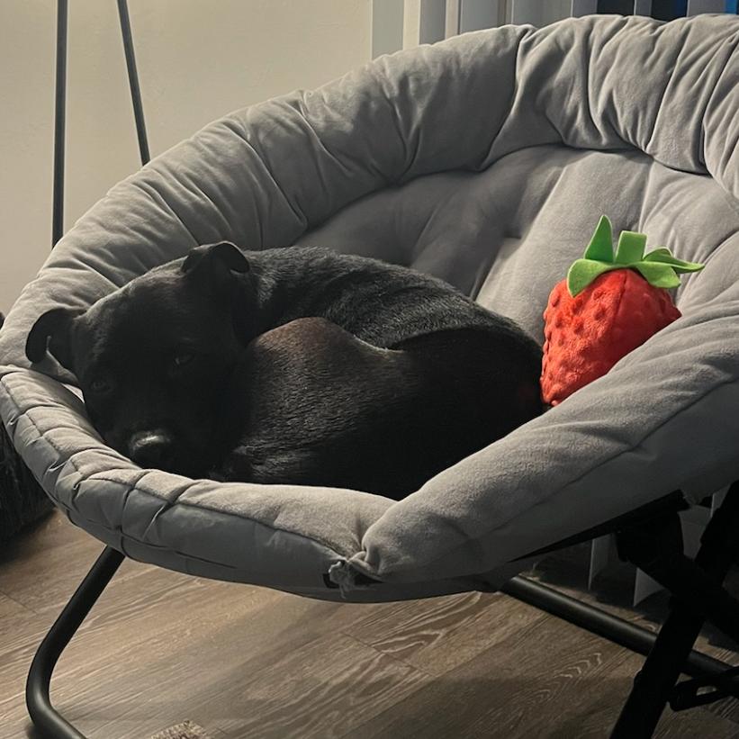 Enlarge Lazana, a Adoptable Mixed Breed in Naples, FL image 2/4