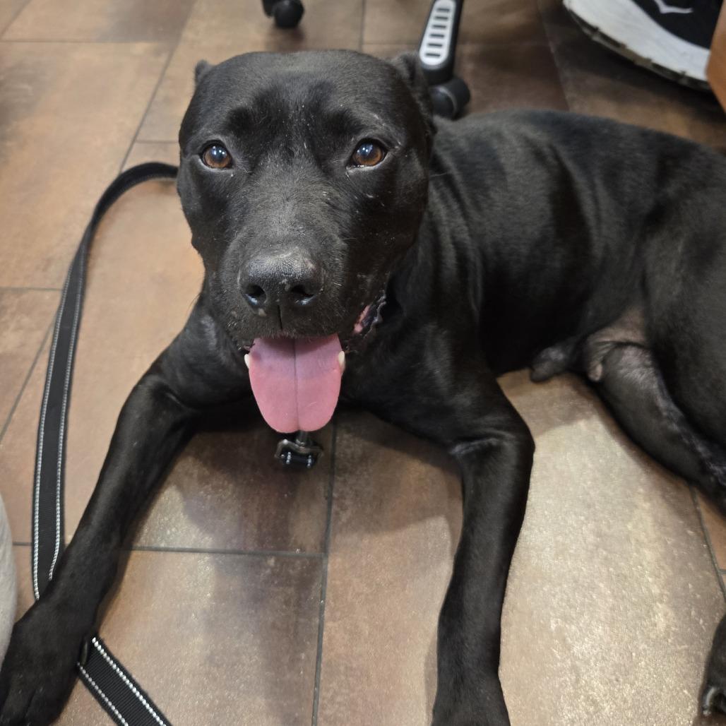 Lazana — thumbnail 3