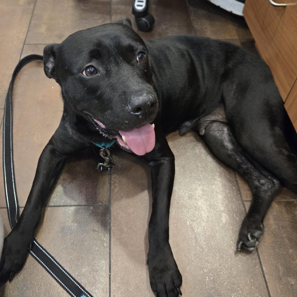 Lazana — thumbnail 4