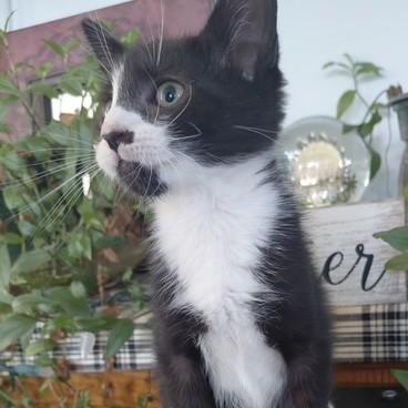 Pepper, ADOPTABLE, Kitten Male Domestic Short Hair.