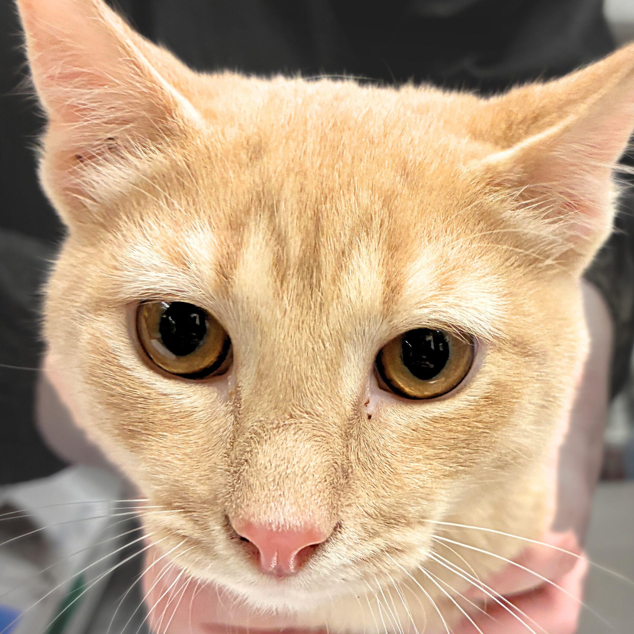 Enlarge Curly, a Adopted mixed breed in Santa Fe, NM image 1/3