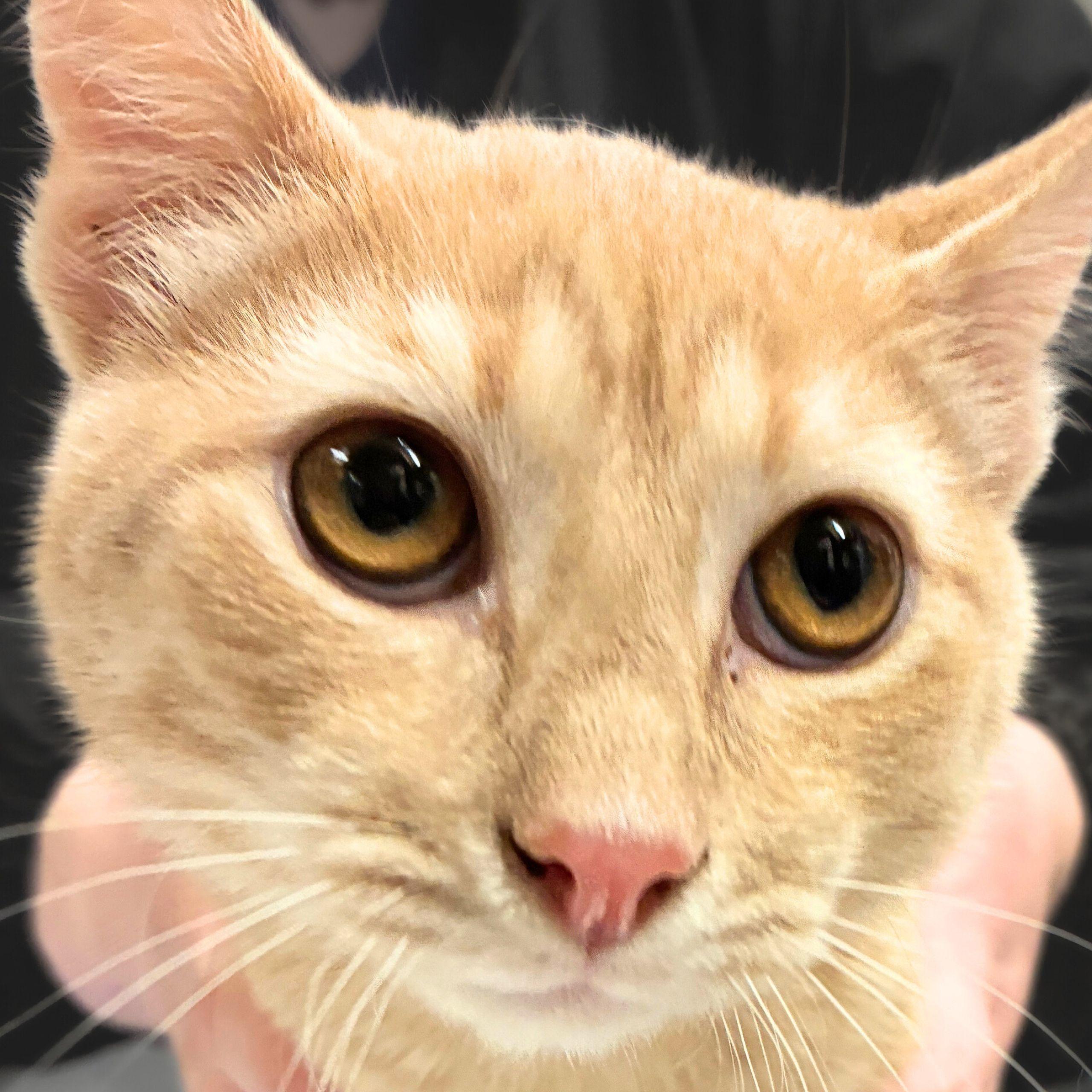 Enlarge Curly, a Adopted mixed breed in Santa Fe, NM image 2/3