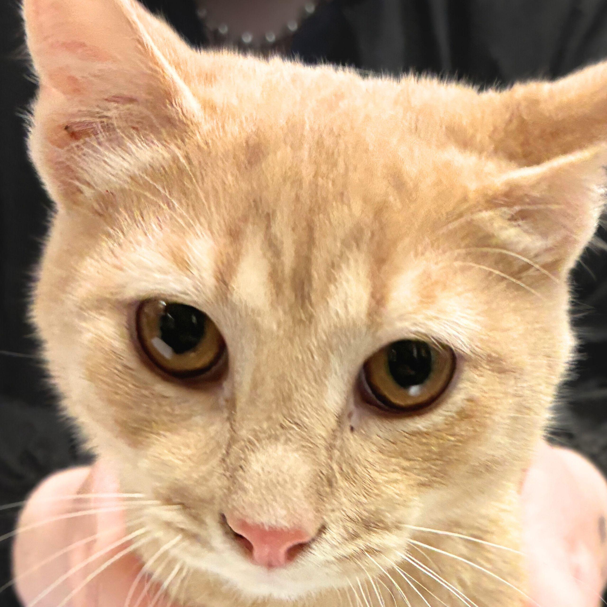 Enlarge Curly, a Adopted mixed breed in Santa Fe, NM image 3/3