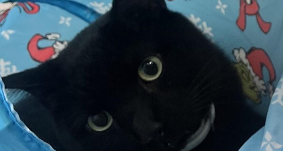 Spooky Domestic Short Hair Cat