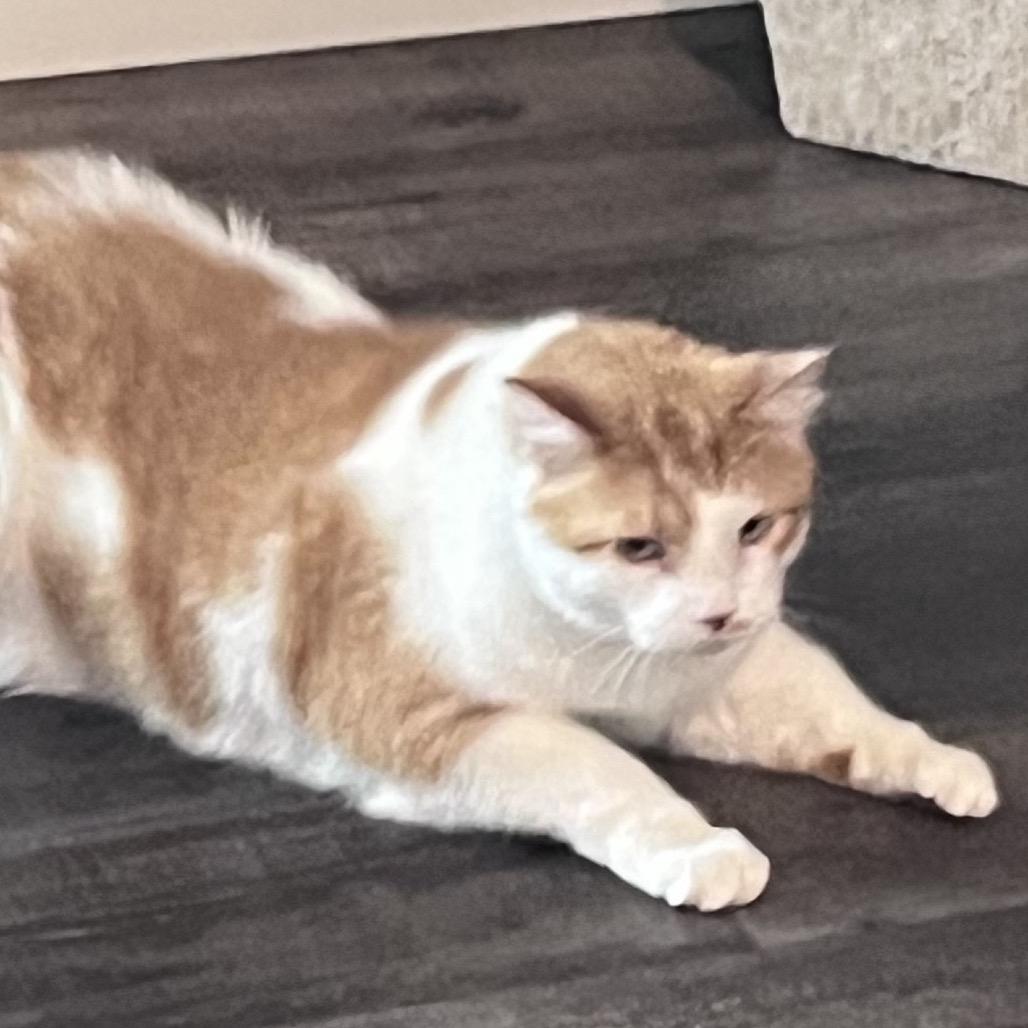 Mikko — thumbnail 2