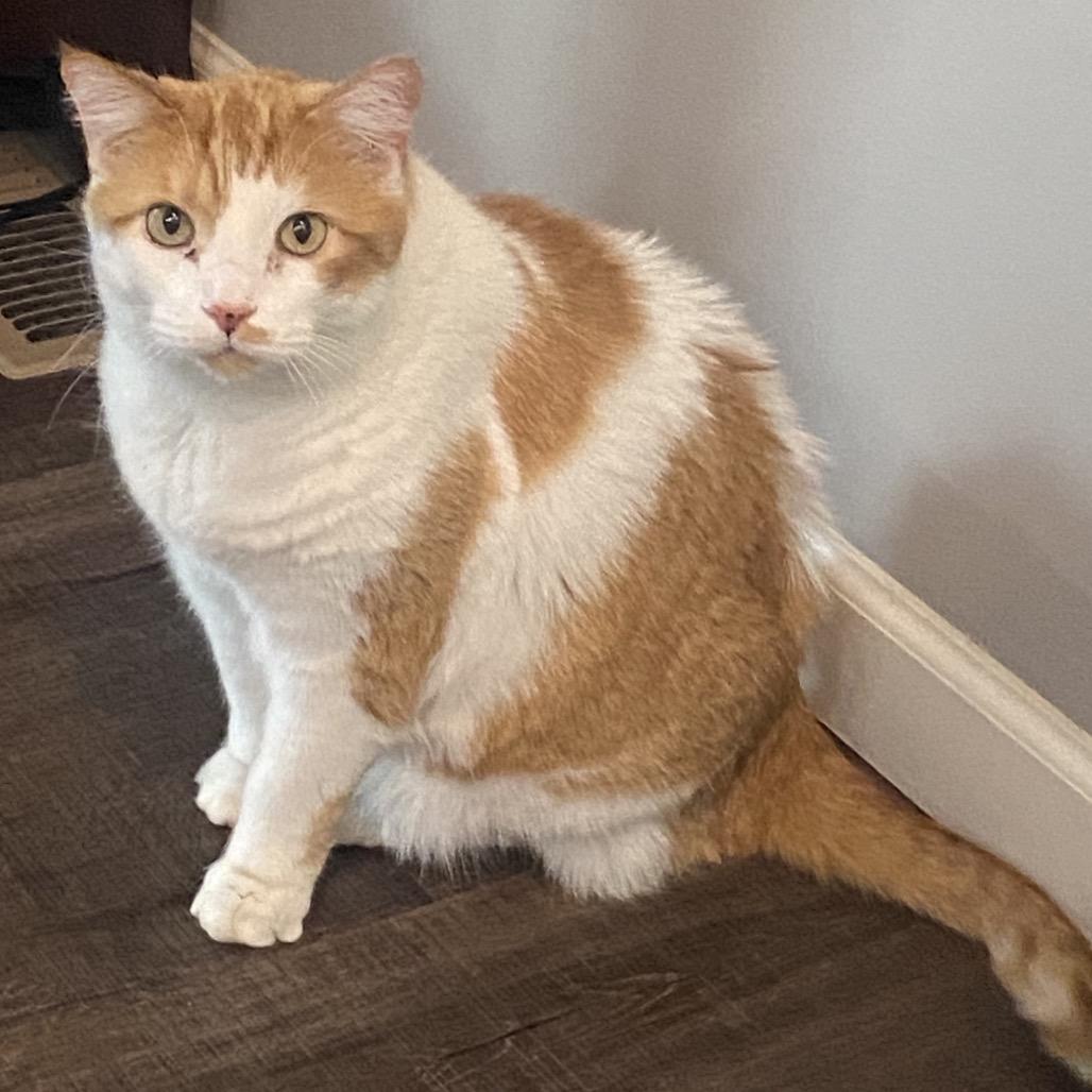 Mikko — thumbnail 3