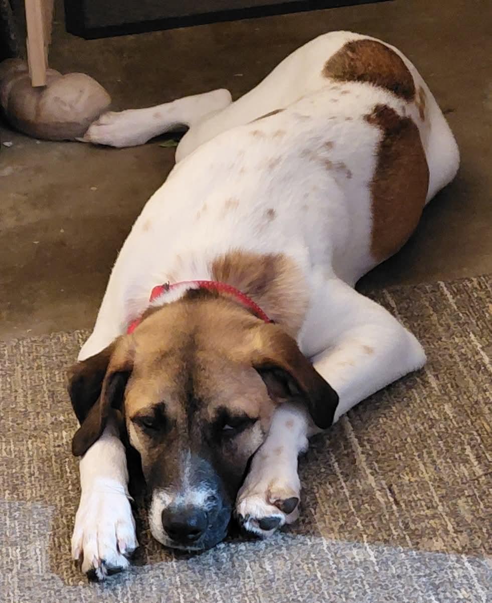 Josephine, an adopted mixed breed in Portland, ME image 2/5