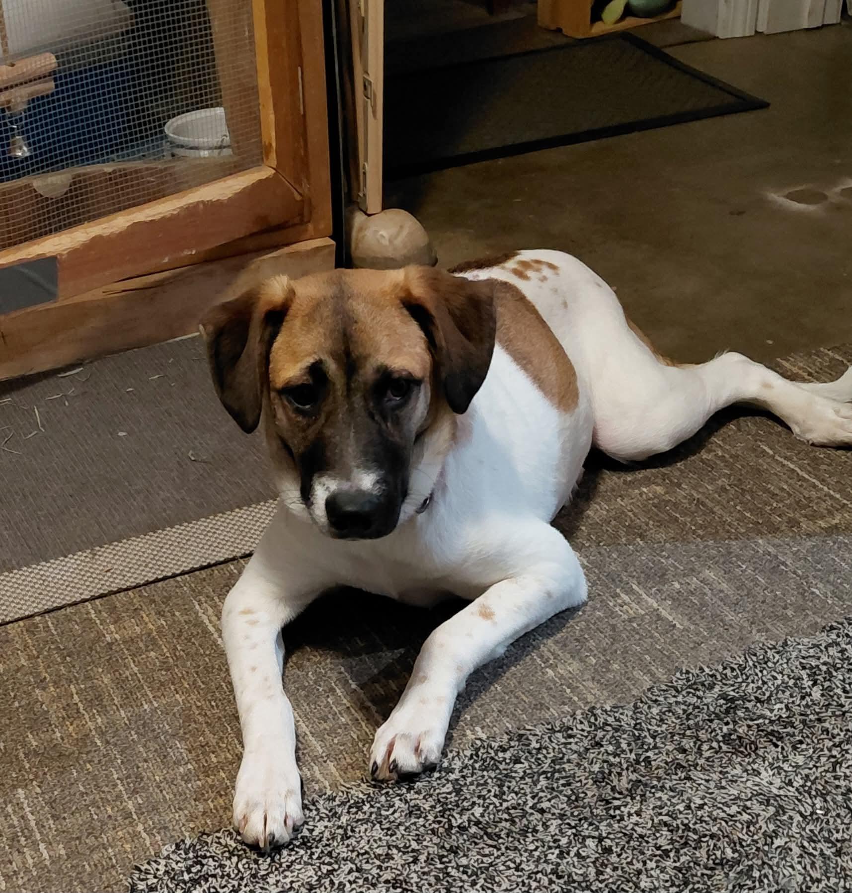 Josephine, an adopted mixed breed in Portland, ME image 5/5