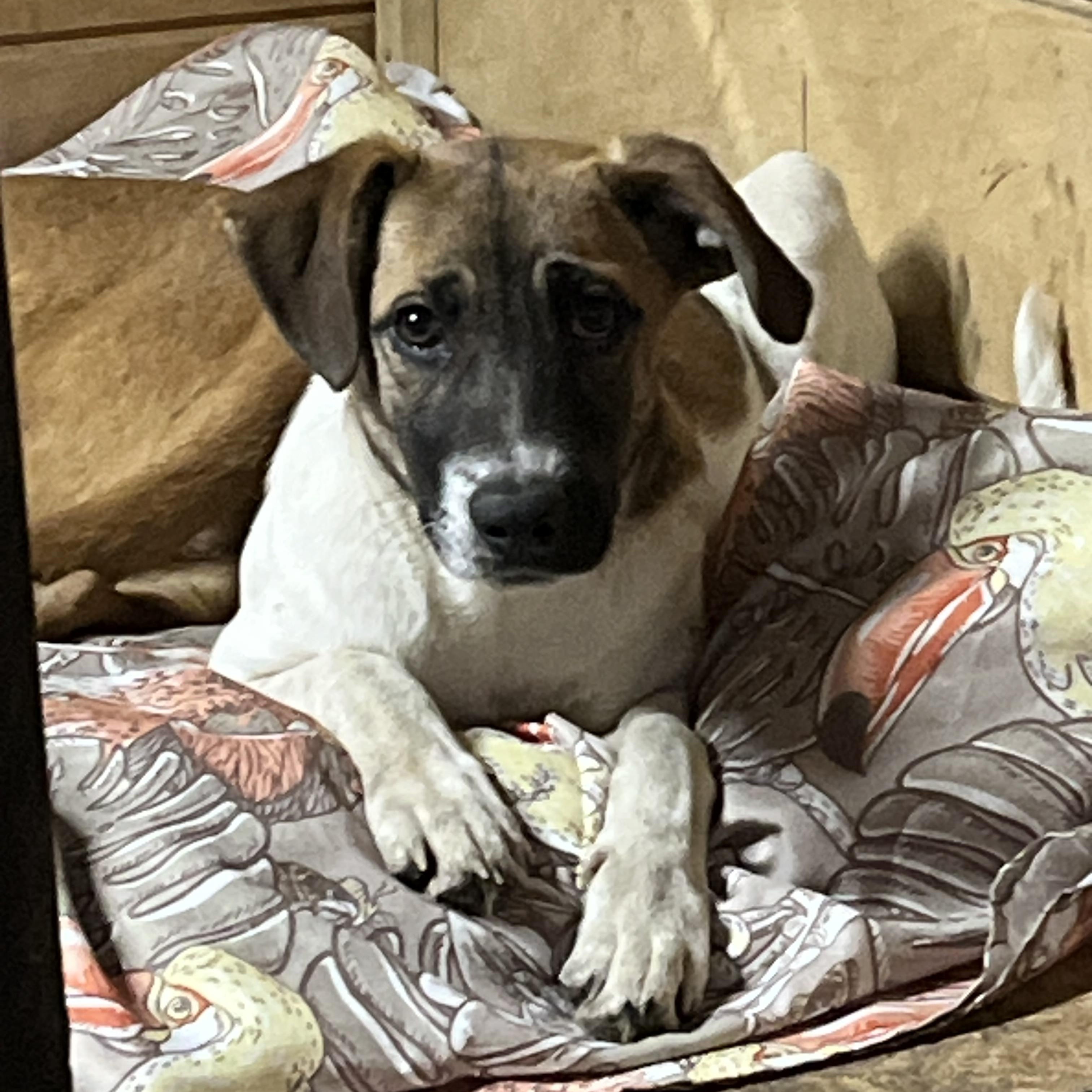 Josephine, an adopted mixed breed in Portland, ME image 3/5