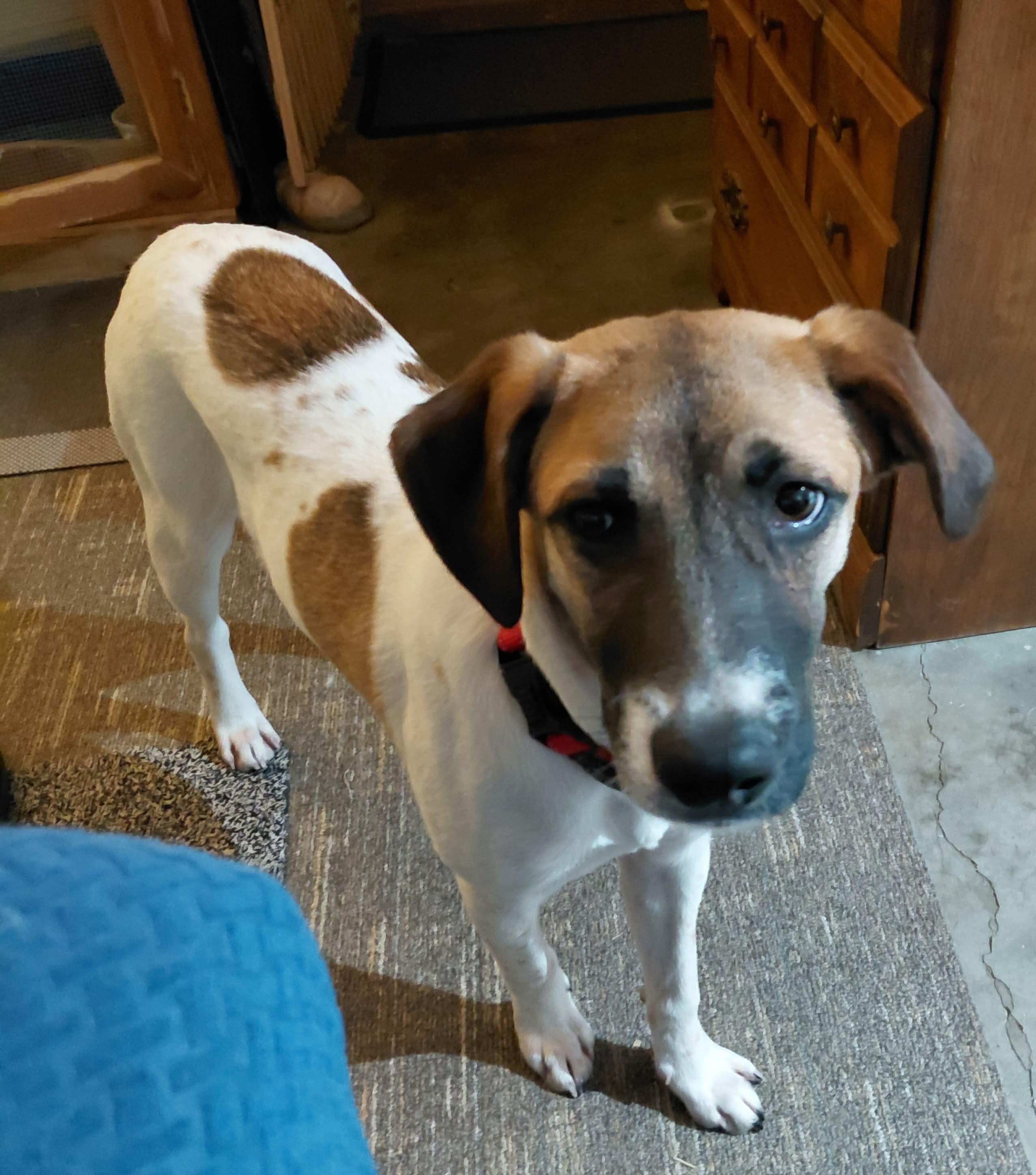 Josephine, an adopted mixed breed in Portland, ME image 1/5