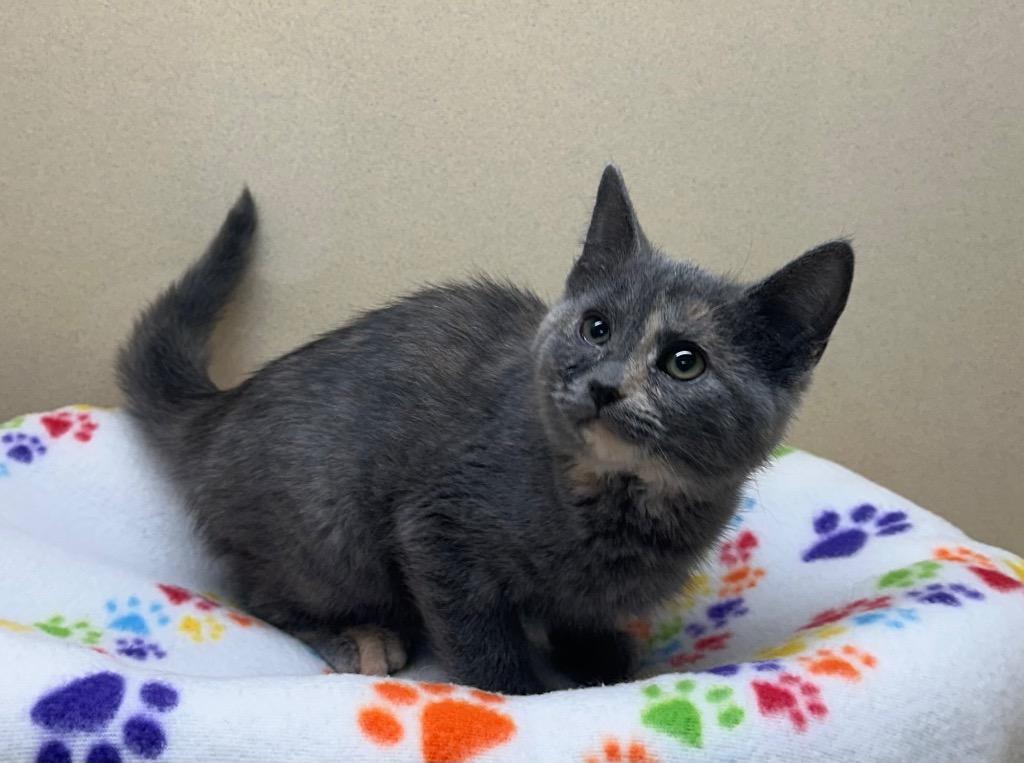 Talia, a Adoptable mixed breed in Washington Court House, OH image 2/2