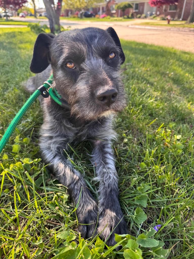 Enlarge Maddie, a Adoptable mixed breed in West Bloomfield, MI image 1/3