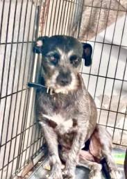 Enlarge Maddie, a Adoptable mixed breed in West Bloomfield, MI image 2/3