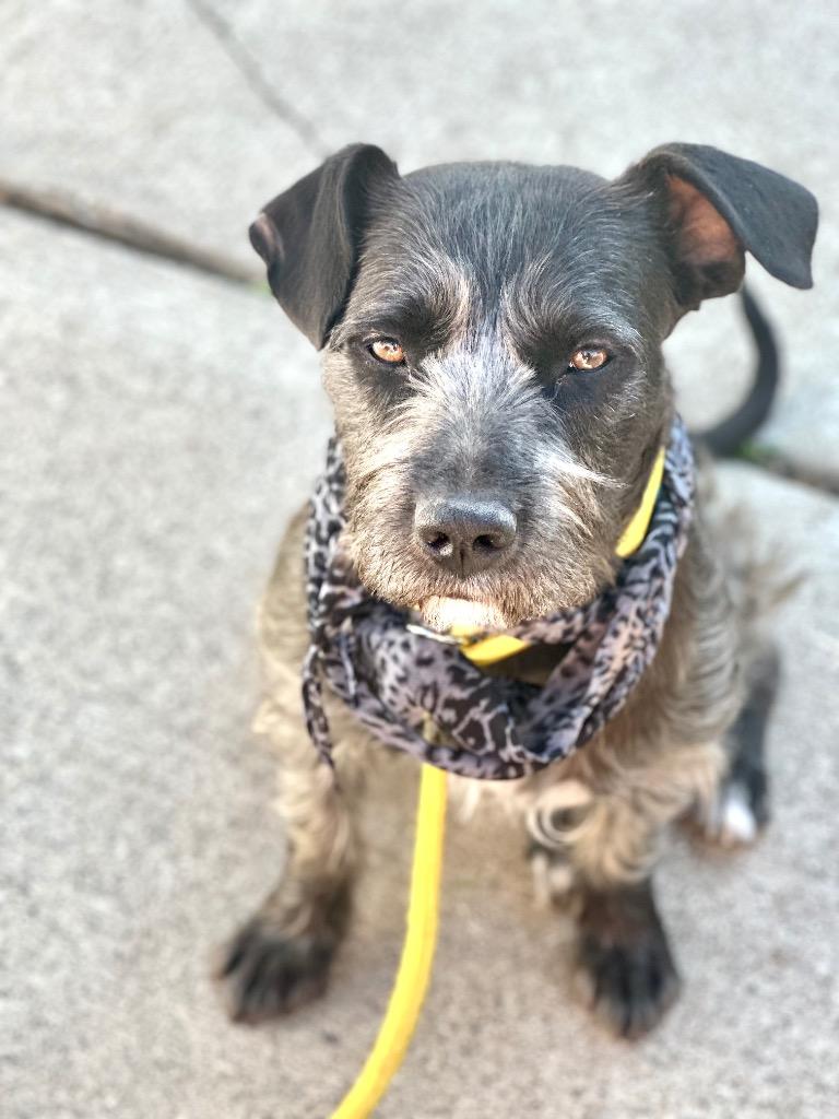 Enlarge Maddie, a Adoptable mixed breed in West Bloomfield, MI image 3/3
