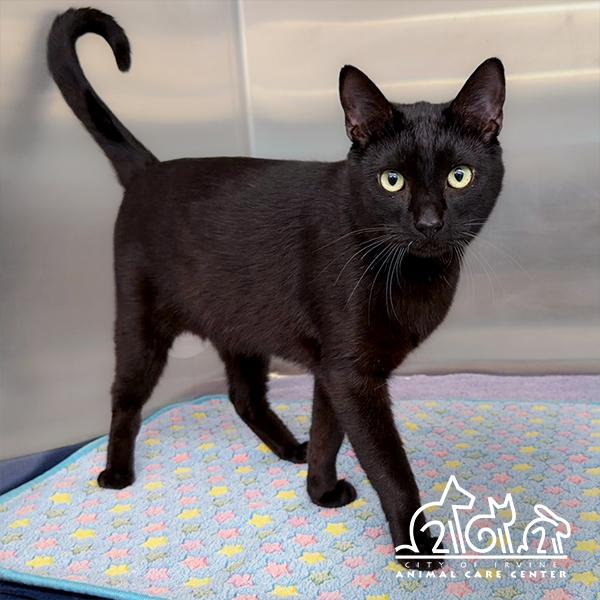 Enlarge ONYX, a Adoptable Domestic Short Hair in Irvine, CA image 1/1