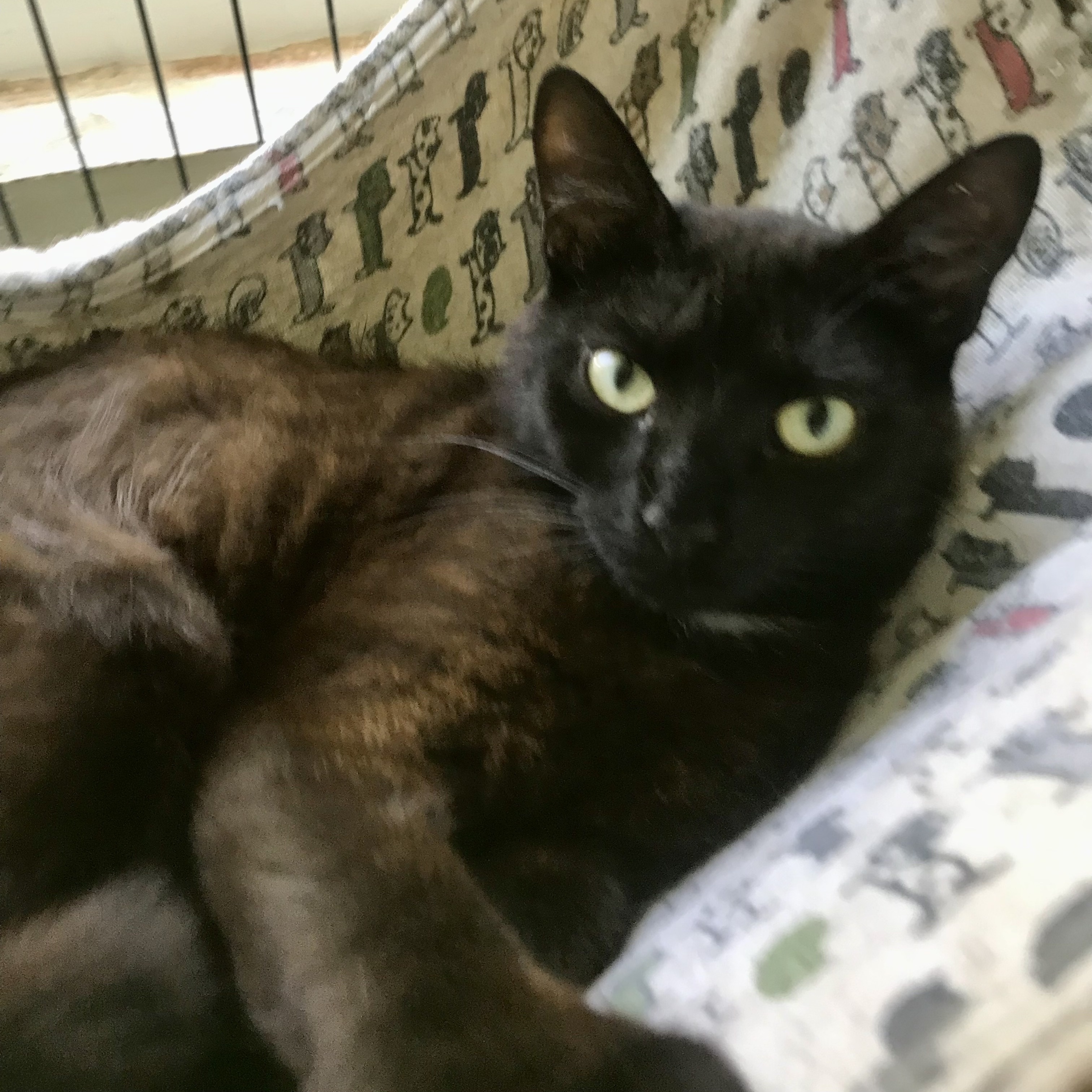 Enlarge Maggie - female black, a Adoptable Domestic Short Hair in Cincinnati, OH image 5/5