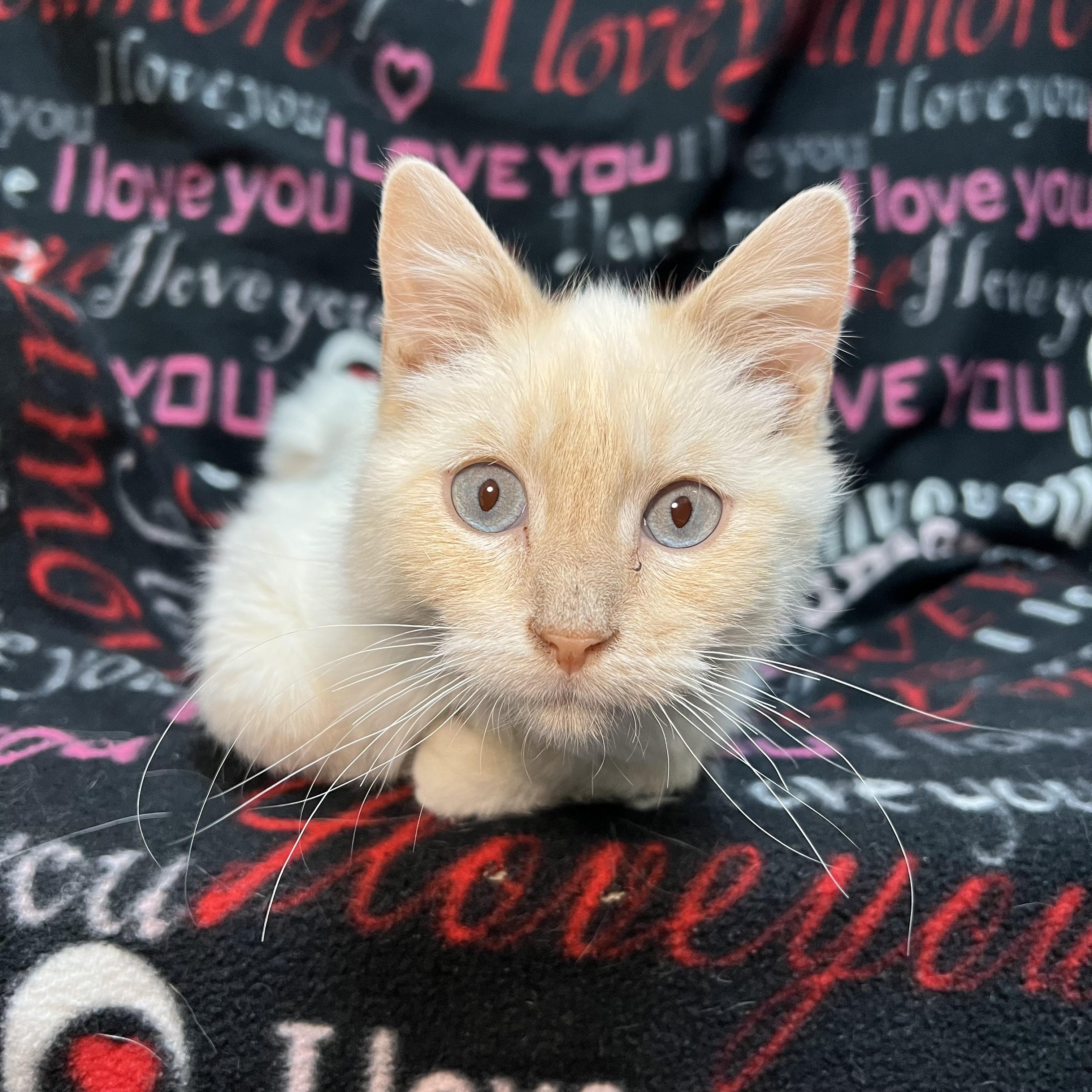 Remington, adopted, Young Male Siamese & Extra-Toes Cat / Hemingway Polydactyl.