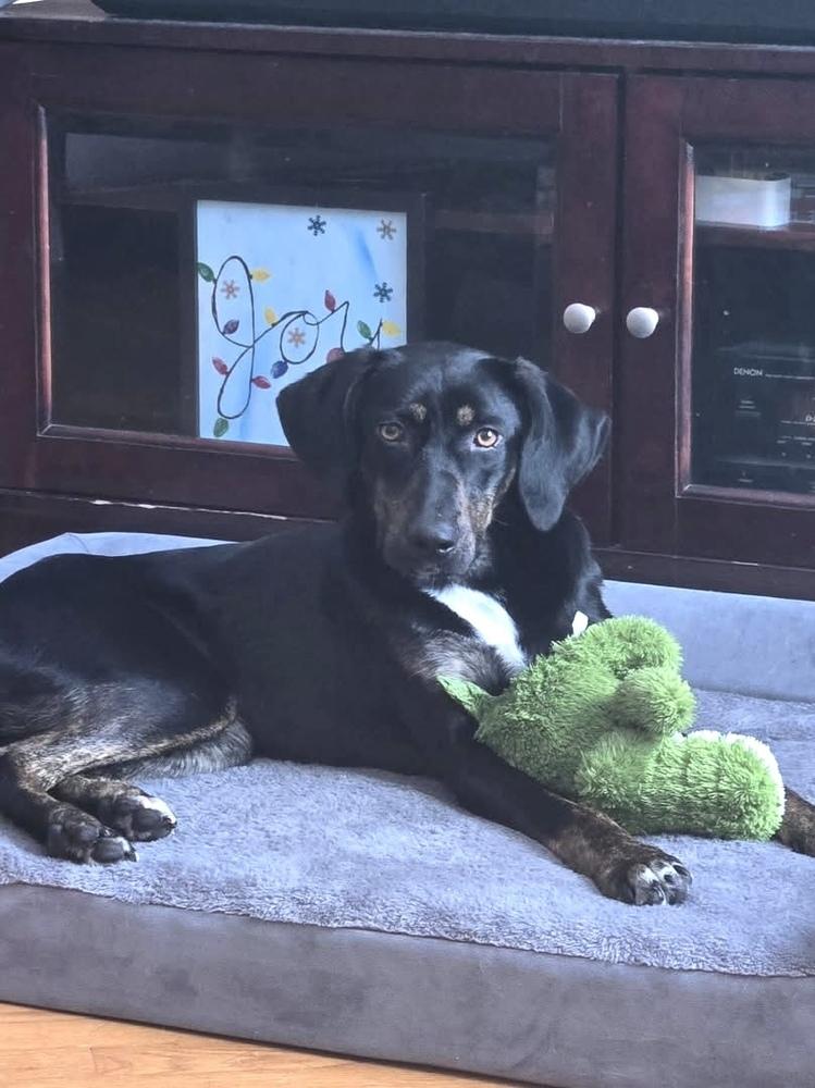 Enlarge Ellie, a Adoptable mixed breed in Syracuse, NY image 1/6