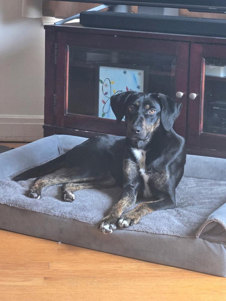 Enlarge Ellie, a Adoptable mixed breed in Syracuse, NY image 2/6