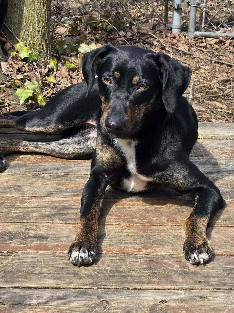 Enlarge Ellie, a Adoptable mixed breed in Syracuse, NY image 3/6