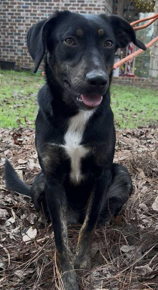 Enlarge Ellie, a Adoptable mixed breed in Syracuse, NY image 4/6