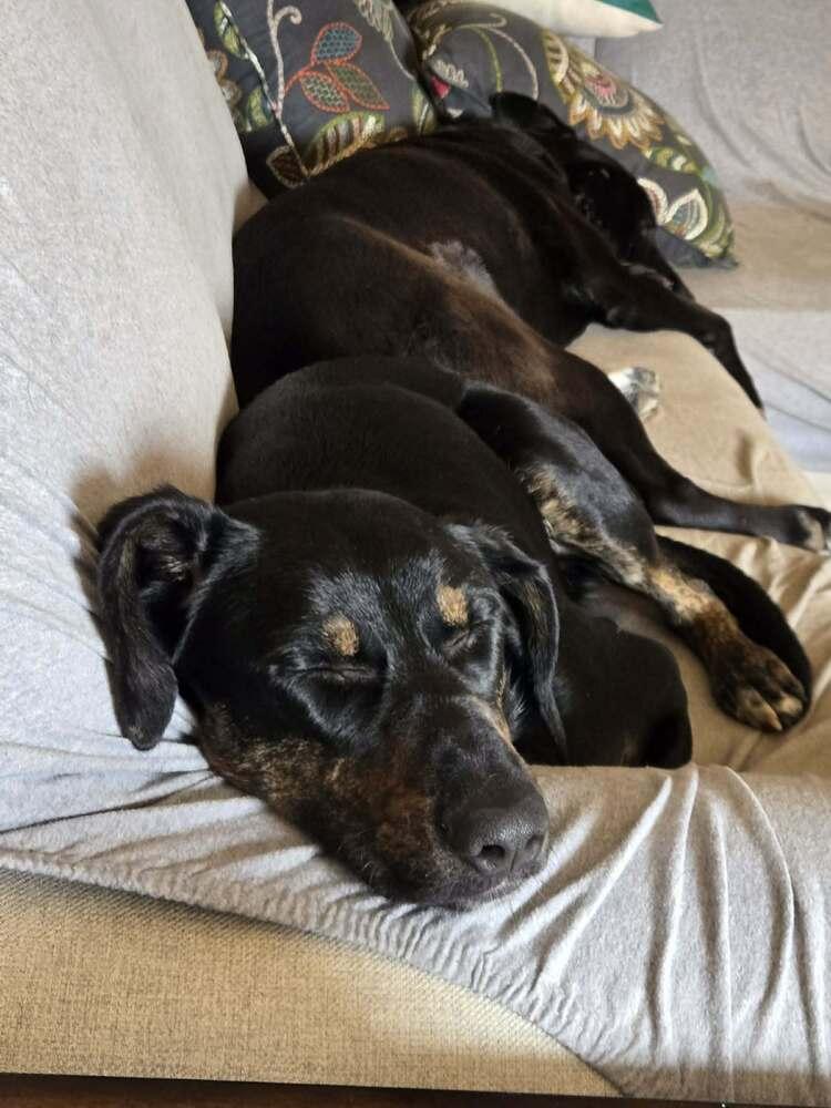 Enlarge Ellie, a Adoptable mixed breed in Syracuse, NY image 5/6