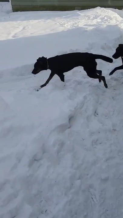 Enlarge Ellie, a Adoptable mixed breed in Syracuse, NY video 6/6