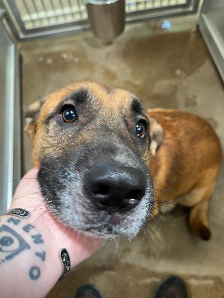 Enlarge Dog Kennel #22 Buster, a Adoptable mixed breed in Greenville, TX image 1/2